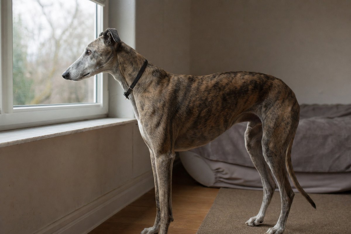 A retired racing greyhound standing alone indoors, looking calmly out a window
